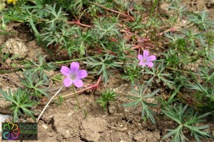 Geranium dissectum